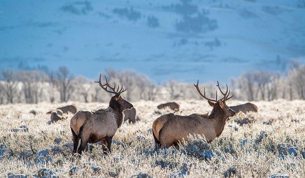 Two Bull elk graze in sagebrush-Grand Teton National Park-Wyoming